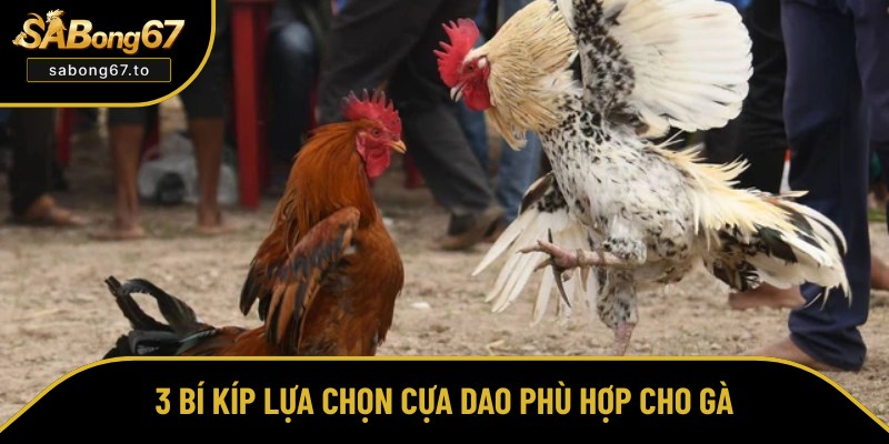 Tổng hợp bí quyết chọn cựa dao cho chiến kê Tổng hợp bí quyết chọn cựa dao cho chiến kê