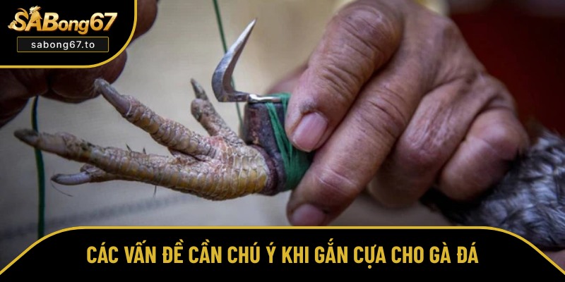 Lưu ý quan trọng khi gắn cựa cho gà chọi Lưu ý quan trọng khi gắn cựa cho gà chọi