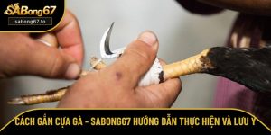 Cách gắn cựa gà