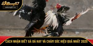 Cách nhận biết gà đá hay