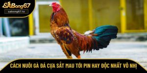 Cách nuôi gà đá cựa sắt mau tới pin