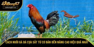 Cách nuôi gà đá cựa sắt