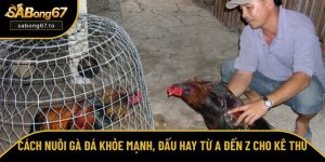 Cách nuôi gà đá