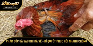 Chăm sóc gà sau khi đá về