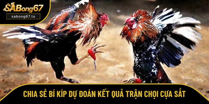 Bật mí mẹo dự đoán trận chọi cựa sắt chuẩn xác