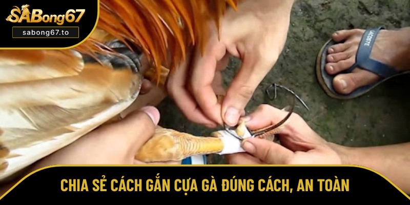 Bật mí cách gắn cựa gà chuẩn xác nhất Bật mí cách gắn cựa gà chuẩn xác nhất