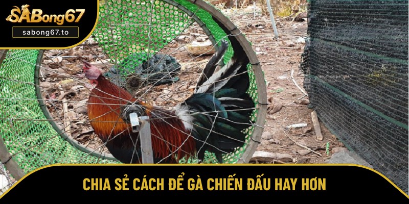 Bật mí cách nuôi gà đá hay, chiến thắng mọi sàn đấu Bật mí cách nuôi gà đá hay, chiến thắng mọi sàn đấu
