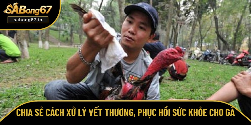 Hướng dẫn chăm sóc cho gà sau khi đá về Hướng dẫn chăm sóc cho gà sau khi đá về