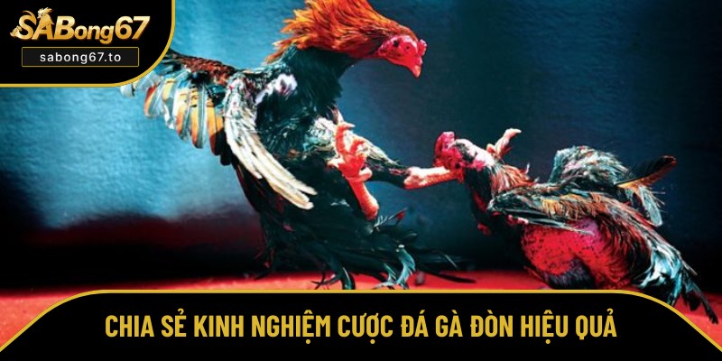 Bật mí mẹo cược chọi gà đòn từ cao thủ