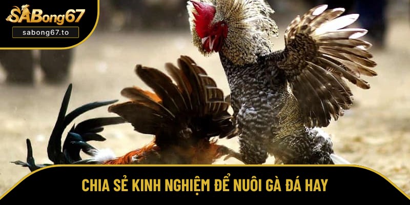 Bật mí cách nuôi gà để đá hay lâu dài Bật mí cách nuôi gà để đá hay lâu dài