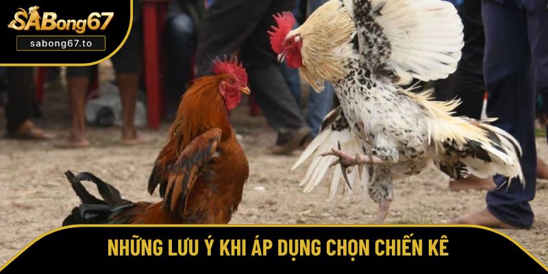 Chú ý trong cách chọn gà đá theo đòn lối Chú ý trong cách chọn gà đá theo đòn lối