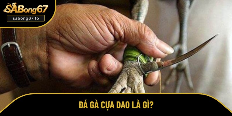 Giới thiệu tổng quan về đấu chọi cựa dao Giới thiệu tổng quan về đấu chọi cựa dao