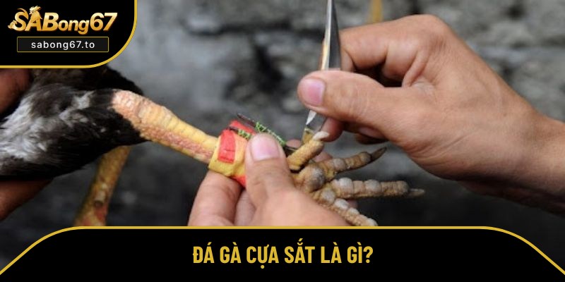 Tổng quan đôi nét về đá gà cựa sắt