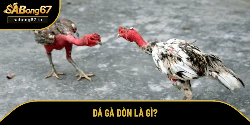 Giới thiệu hình thức đá gà đòn