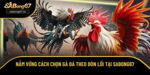 Cách chọn gà đá theo đòn lối