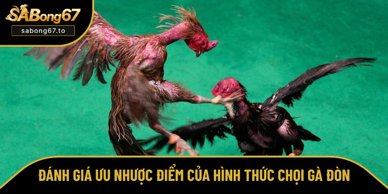 Phân tích ưu, nhược điểm của chọi gà đòn