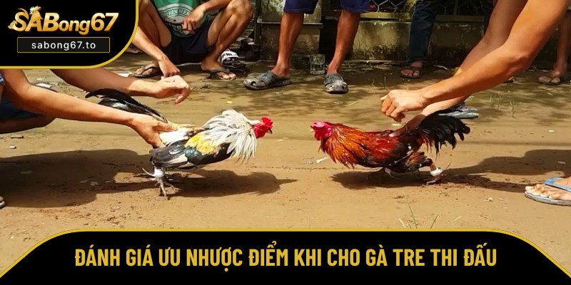 Khám phá ưu và nhược điểm của gà tre khi đá Khám phá ưu và nhược điểm của gà tre khi đá