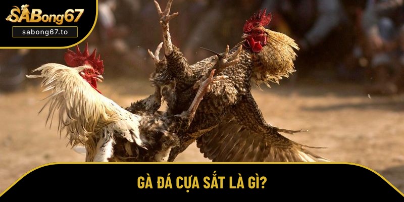 Khái niệm về gà đá cựa sắt Khái niệm về gà đá cựa sắt