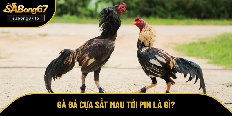 Hiểu đúng về gà đá cựa sắt mau tới pin Hiểu đúng về gà đá cựa sắt mau tới pin