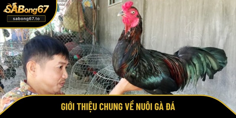 Tổng quan đôi nét về việc nuôi gà đá Tổng quan đôi nét về việc nuôi gà đá