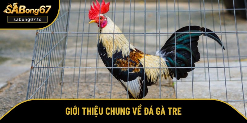 Tổng quan chung về đá gà tre Tổng quan chung về đá gà tre