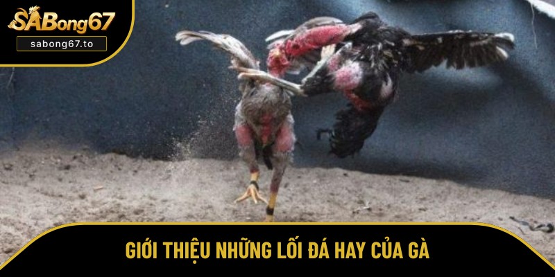 Tập hợp các lối đá hay nhất của gà Tập hợp các lối đá hay nhất của gà