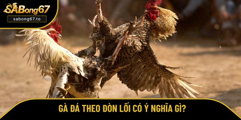Hiểu rõ đòn lối của chiến kê Hiểu rõ đòn lối của chiến kê