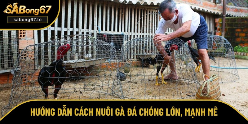 Chia sẻ cách nuôi gà đá khoa học nhất Chia sẻ cách nuôi gà đá khoa học nhất