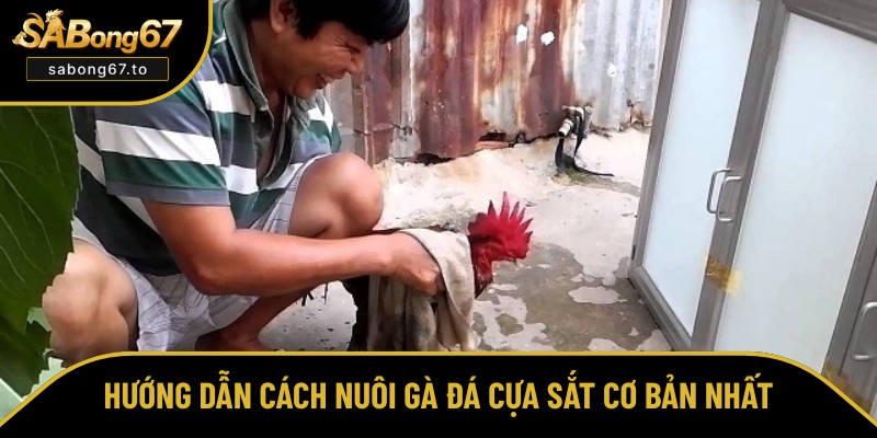 Chia sẻ cách nuôi gà đá cựa sắt cơ bản Chia sẻ cách nuôi gà đá cựa sắt cơ bản