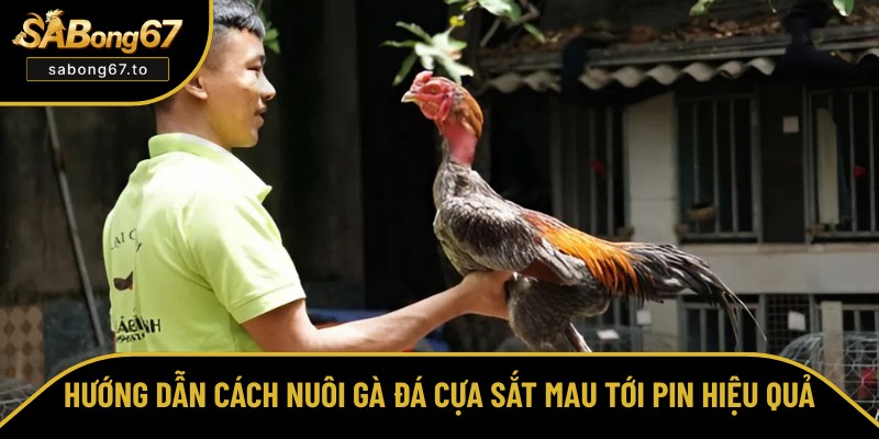 Chia sẻ cách nuôi gà đá cựa sắt mau tới pin đúng nhất Chia sẻ cách nuôi gà đá cựa sắt mau tới pin đúng nhất