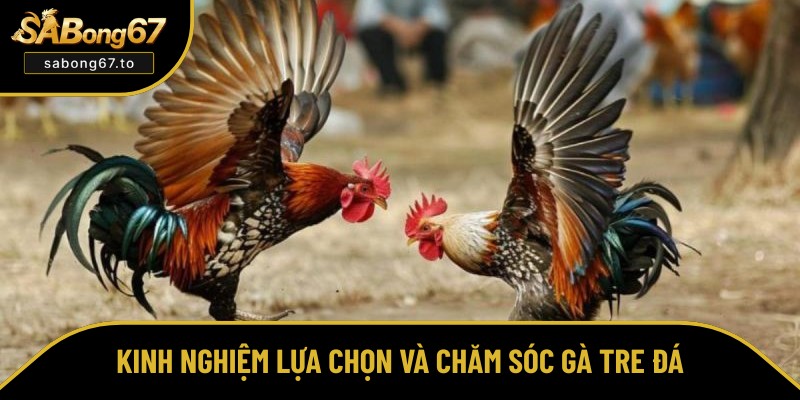 Chia sẻ kinh nghiệm nuôi gà tre khỏe, đá giỏi Chia sẻ kinh nghiệm nuôi gà tre khỏe, đá giỏi