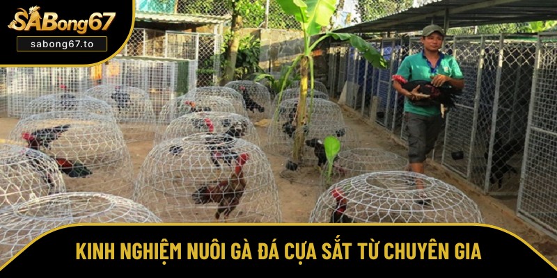 Bí quyết nuôi gà đá cựa sắt nâng cao Bí quyết nuôi gà đá cựa sắt nâng cao