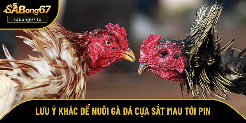 Điều cần chú ý khác khi nuôi gà mau tới pin Điều cần chú ý khác khi nuôi gà mau tới pin