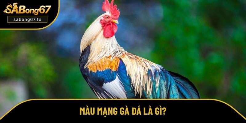 Định nghĩa về màu mạng gà đá Định nghĩa về màu mạng gà đá