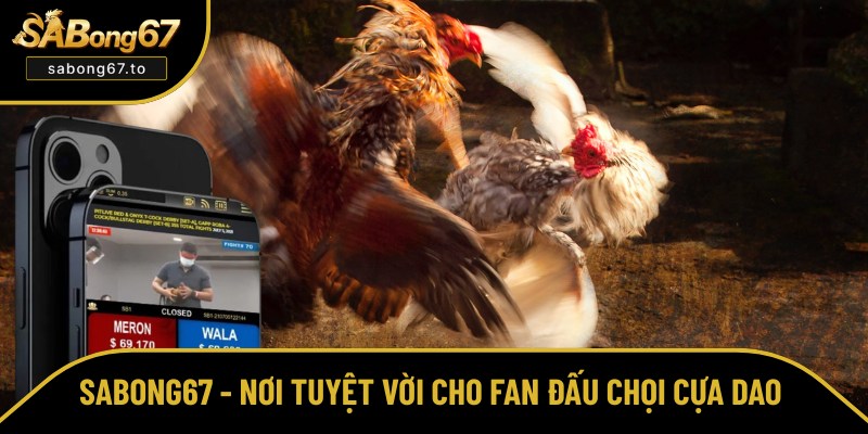 Xem và cá cược đấu chọi cựa dao tại SABong67 Xem và cá cược đấu chọi cựa dao tại SABong67