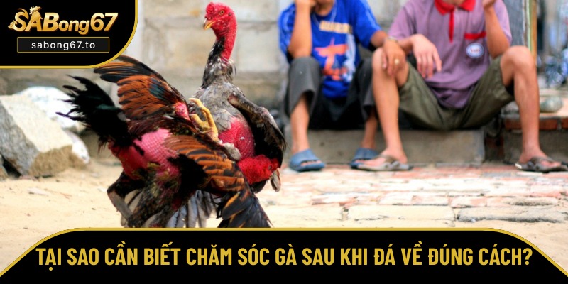 Lợi ích khi chăm sóc gà sau khi đá về đúng cách Lợi ích khi chăm sóc gà sau khi đá về đúng cách