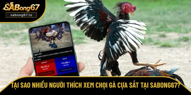 Lý do nên xem đấu gà cựa sắt tại SABong67