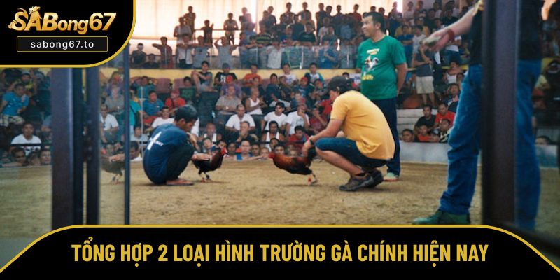 Những loại trường gà xuất hiện nhiều nhất hiện nay Những loại trường gà xuất hiện nhiều nhất hiện nay
