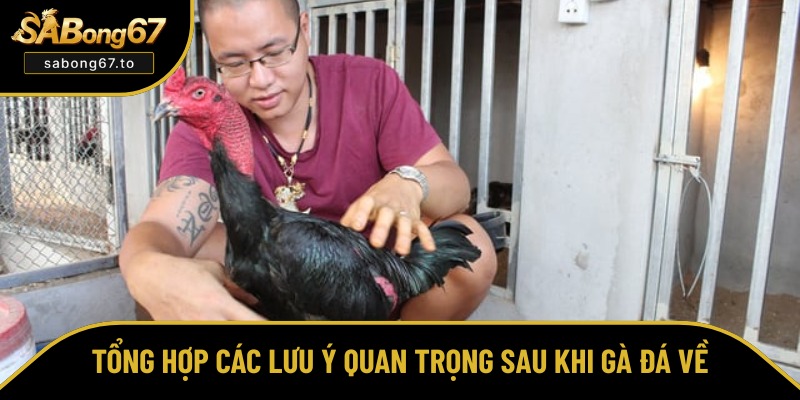 Những điều cần chú ý khi gà thi đấu về Những điều cần chú ý khi gà thi đấu về