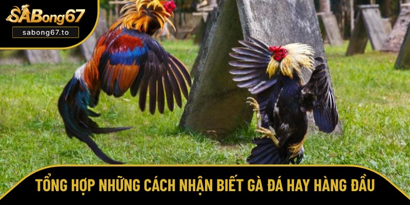 Chia sẻ các cách nhận biết gà đá hay Chia sẻ các cách nhận biết gà đá hay